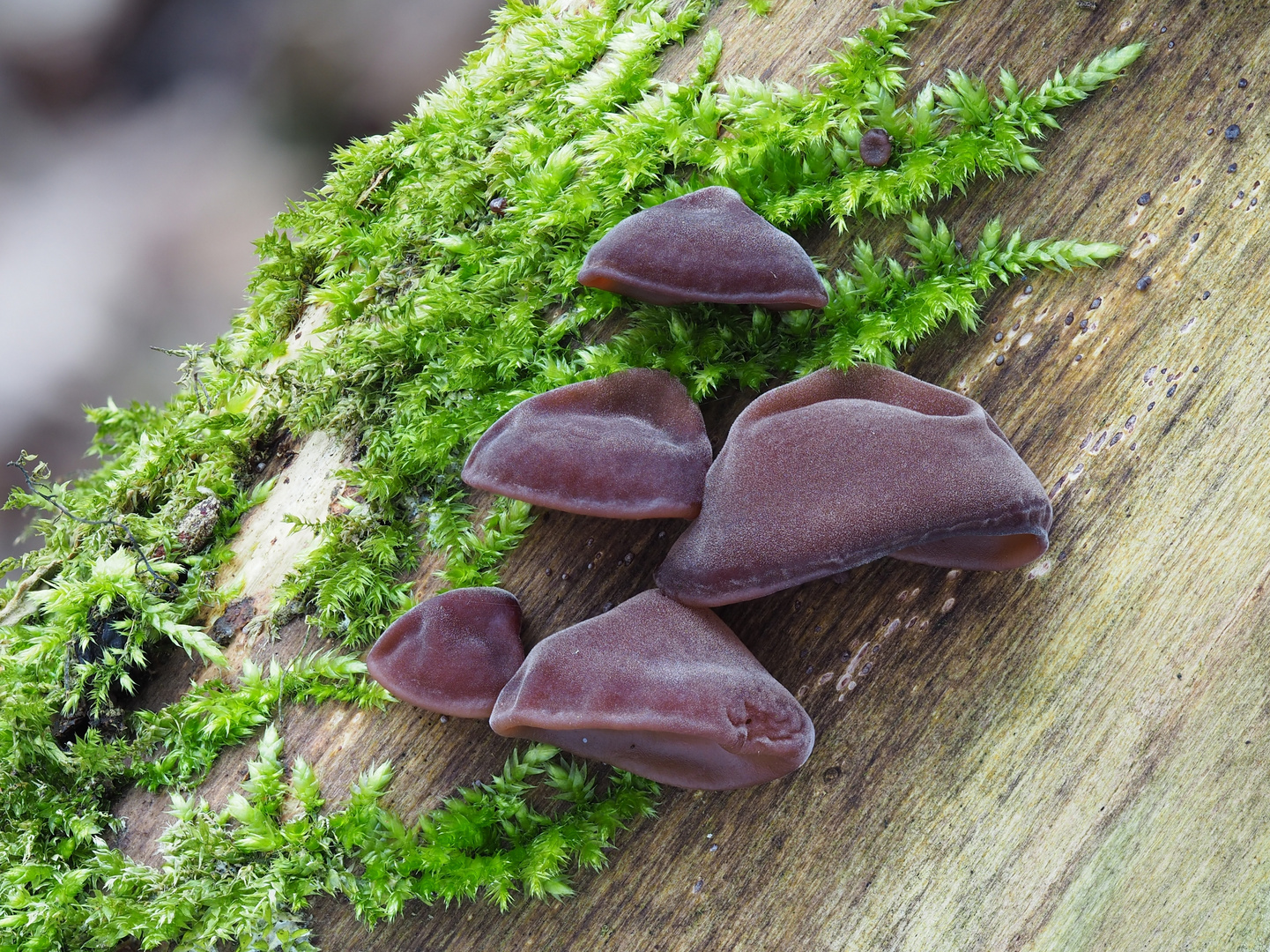 Judasohr (Auricularia auricula-judae)