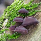 Judasohr (Auricularia auricula-judae)