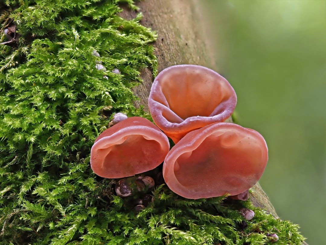 Judasohr (Auricularia auricula-judae)