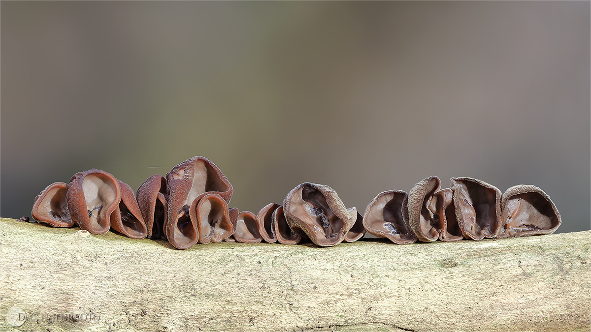 Judasohr (Auricularia auricula-judae)