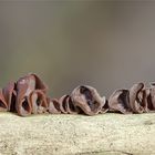 Judasohr (Auricularia auricula-judae)