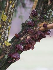 Judasohr (Auricularia auricula-judae) 