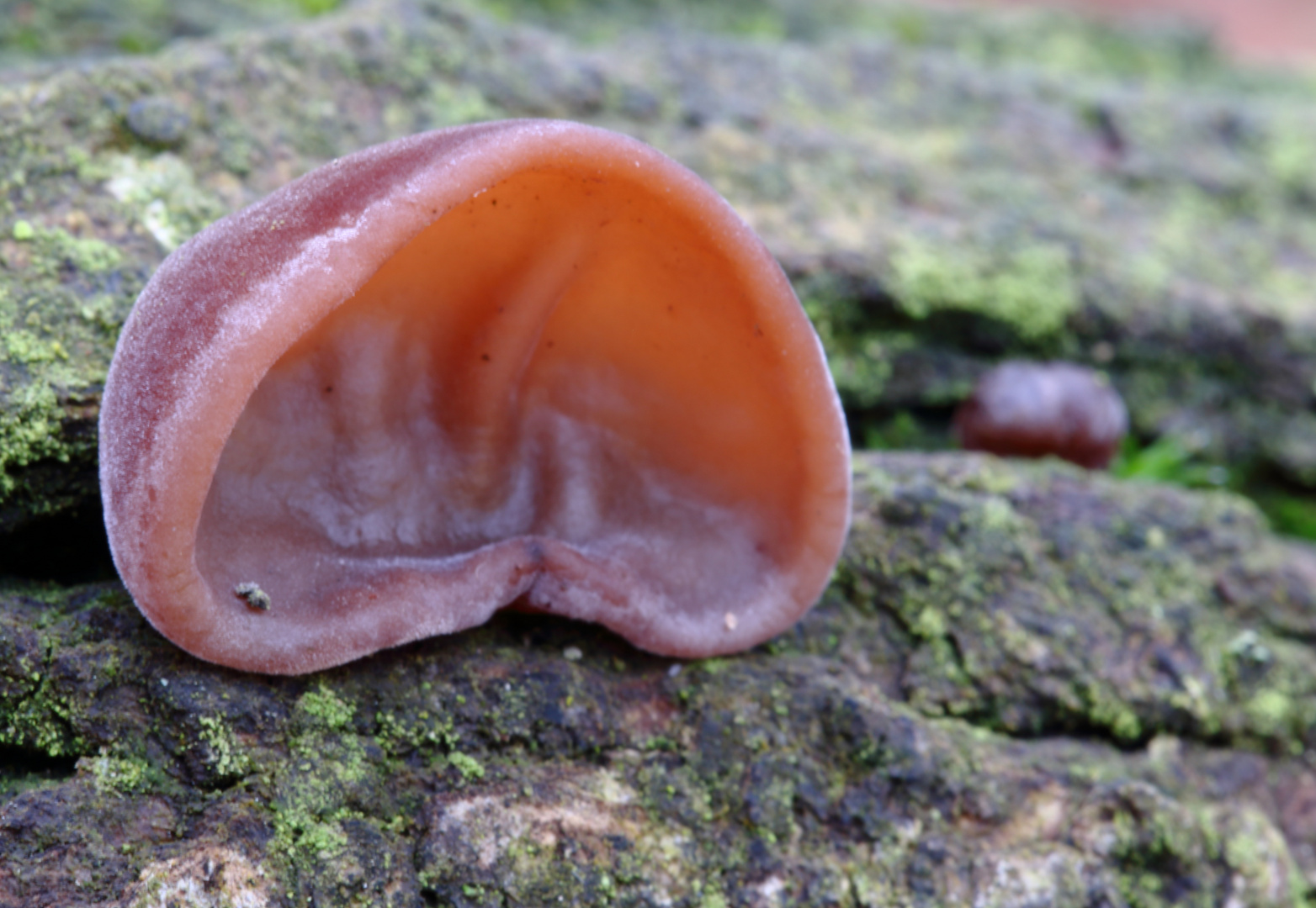 Judasohr ( Auricularia auricula- judae)