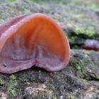 Judasohr ( Auricularia auricula- judae)