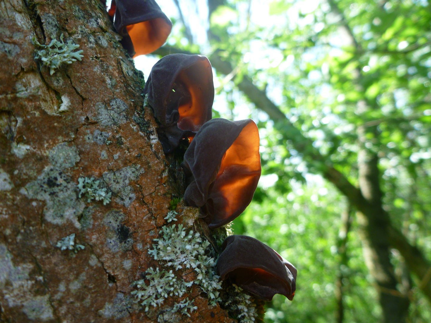 Judasohr (Auricularia auricula-judae) an Holunder