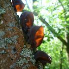 Judasohr (Auricularia auricula-judae) an Holunder