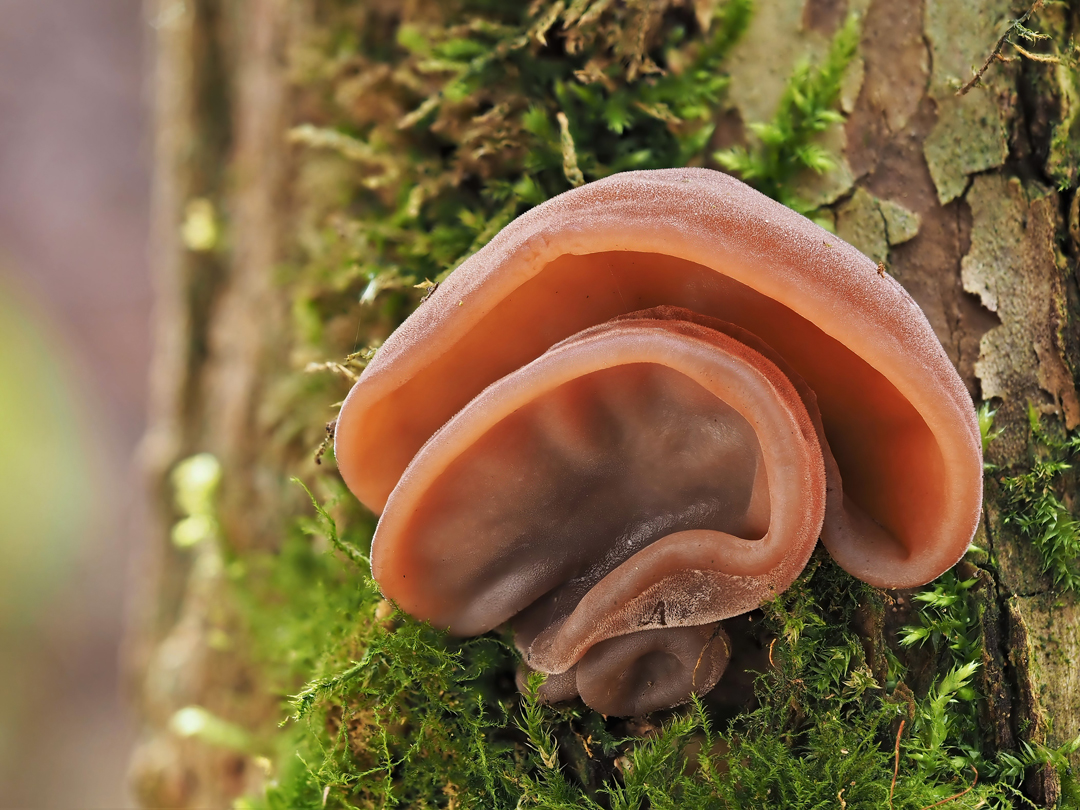 Judasohr (Auricularia auricula-judae)