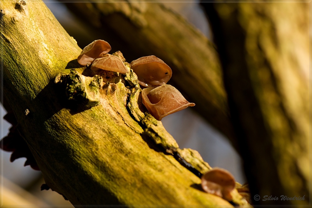 Judasohr (Auricularia auricula-judae)