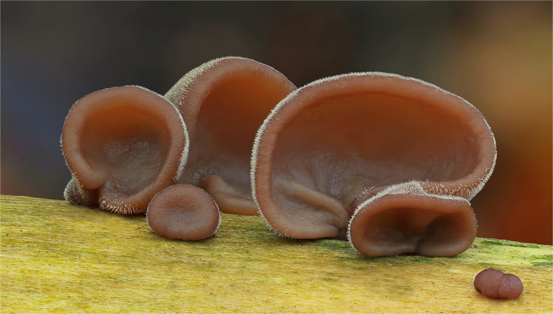 Judasohr (Auricularia auricula-judae)