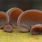 Judasohr (Auricularia auricula-judae)