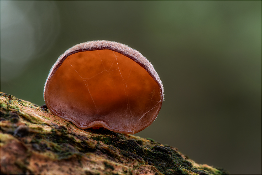 Judasohr (Auricularia auricula-judae)