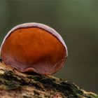 Judasohr (Auricularia auricula-judae)