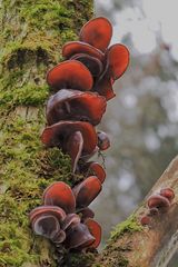 Judasohr (Auricularia auricula-judae)