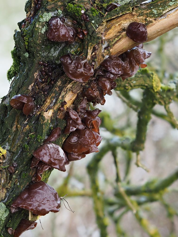 Judasohr (Auricularia auricula-judae)