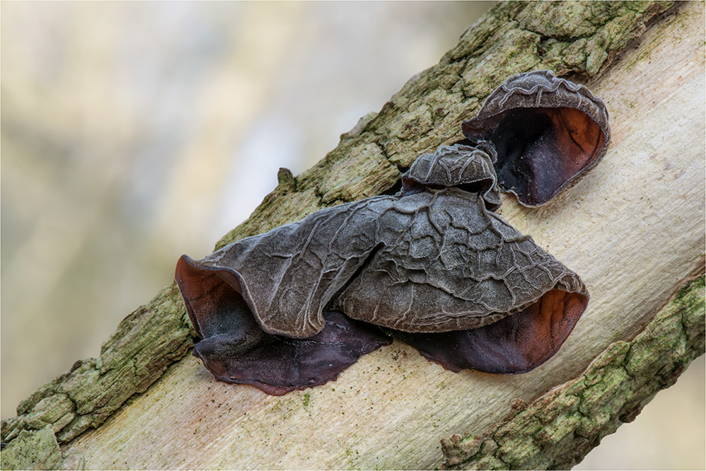 Judasohren (Auricularia auricula-judae)