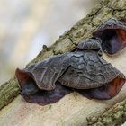 Judasohren (Auricularia auricula-judae)