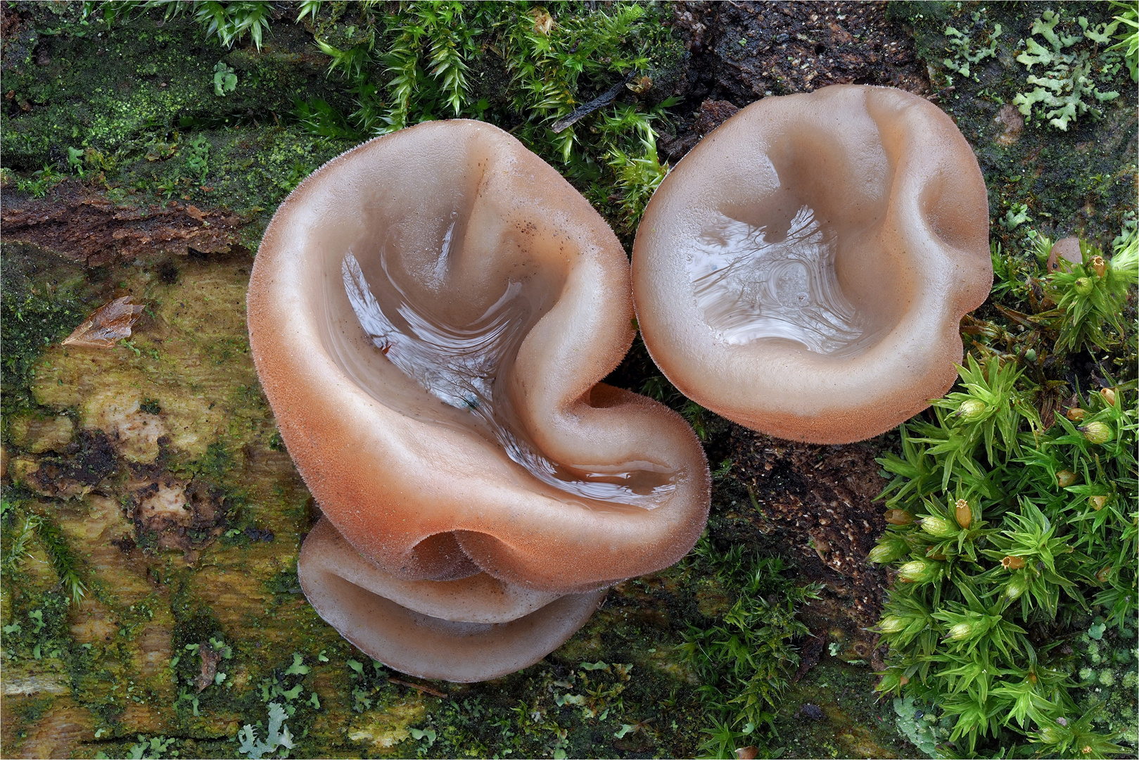 Judasohren (Auricularia auricula-judae)