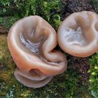 Judasohren (Auricularia auricula-judae)