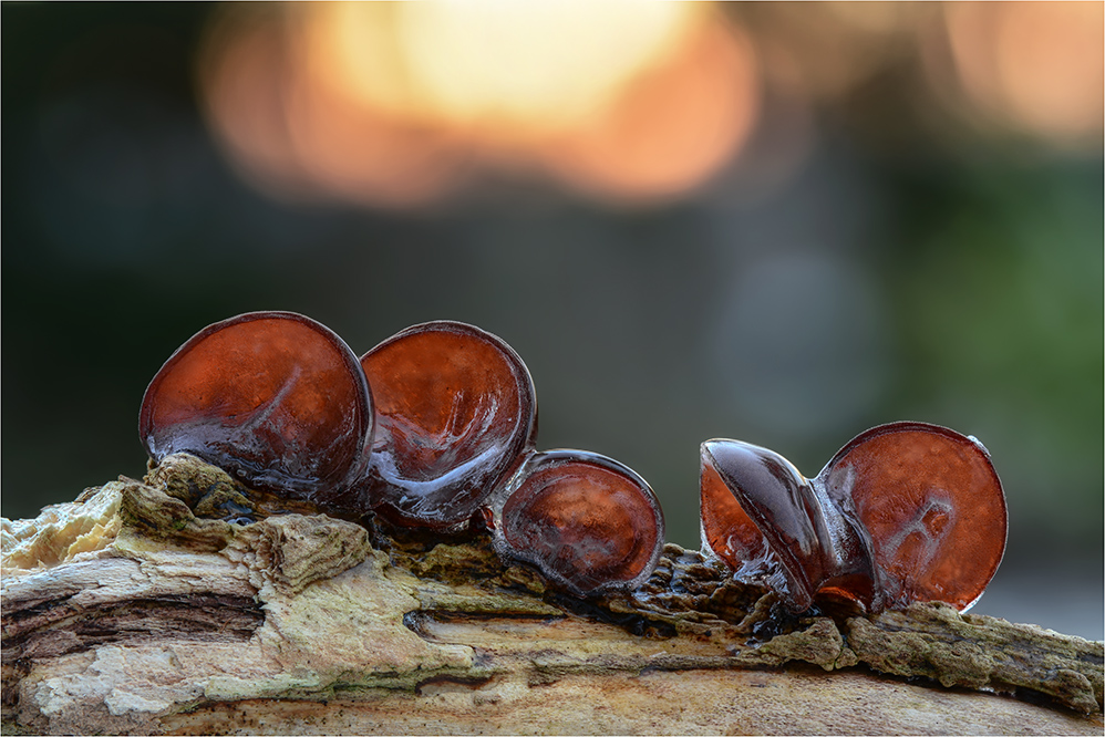 Judasohren (Auricularia auricula-judae)