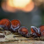 Judasohren (Auricularia auricula-judae)