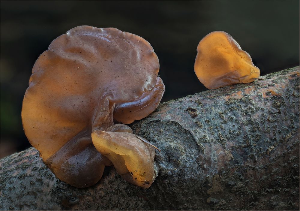 Judasohren (Hirneola auricula judae)