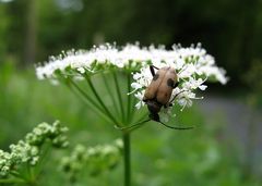 Judolia cerambyciformis