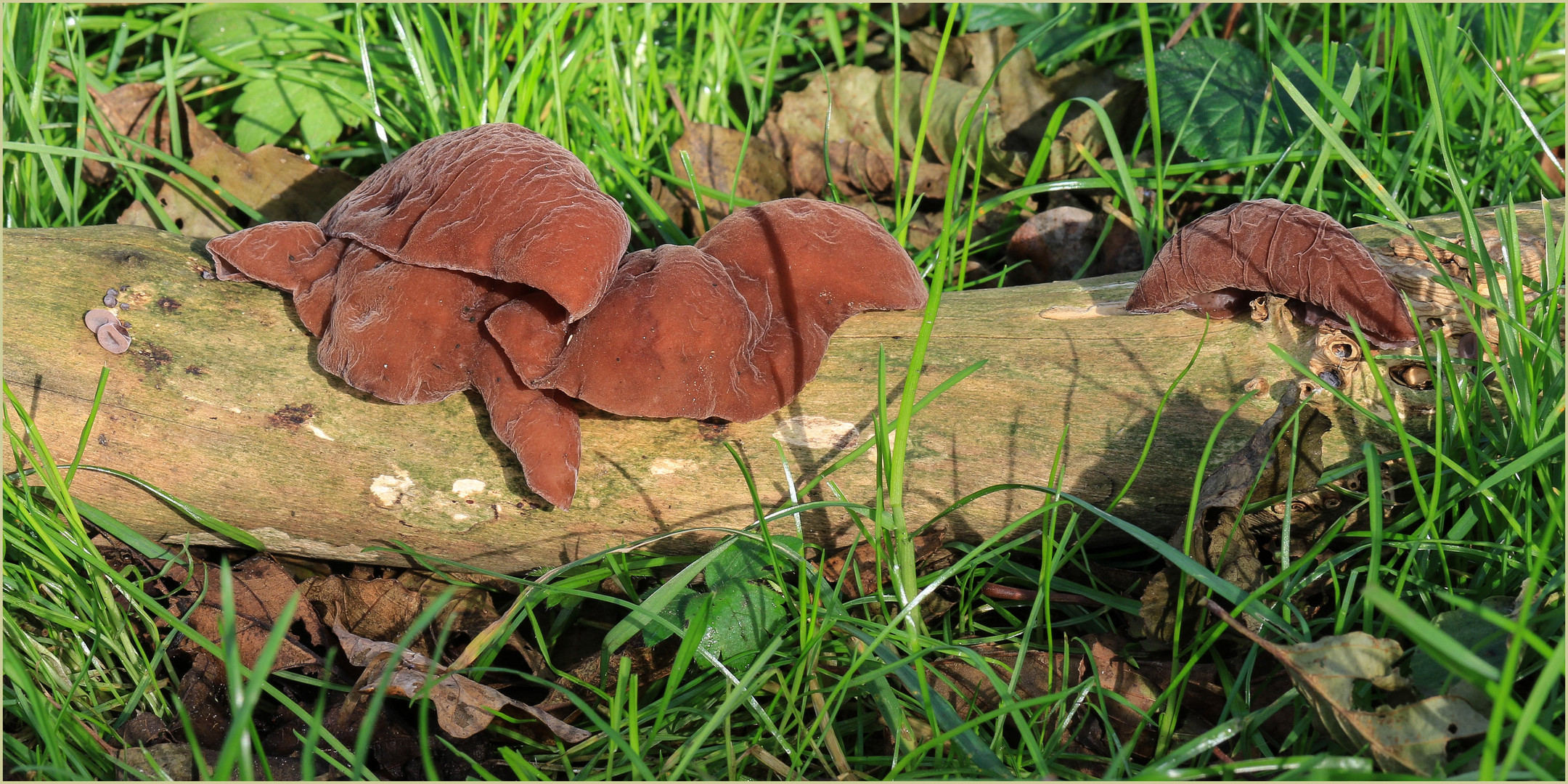 Judosohren - Auricularia auricula-judae -