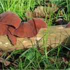 Judosohren - Auricularia auricula-judae -