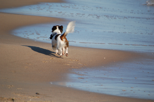 Judy, die Strandmaus