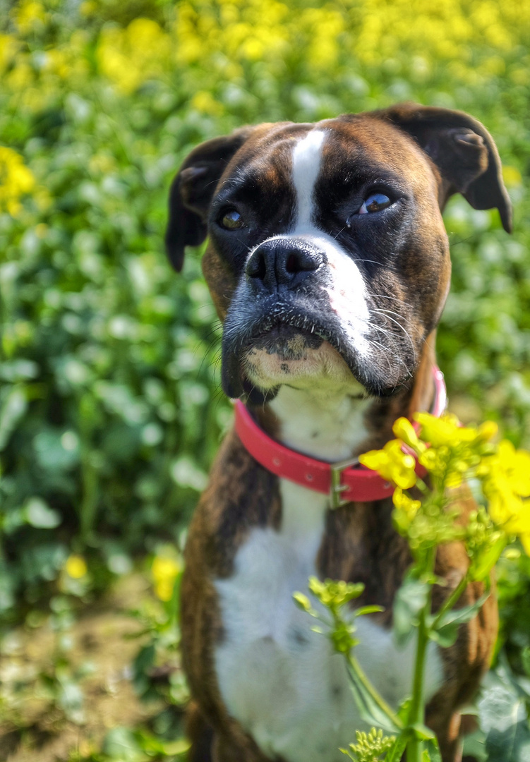 Judy in a yellow field