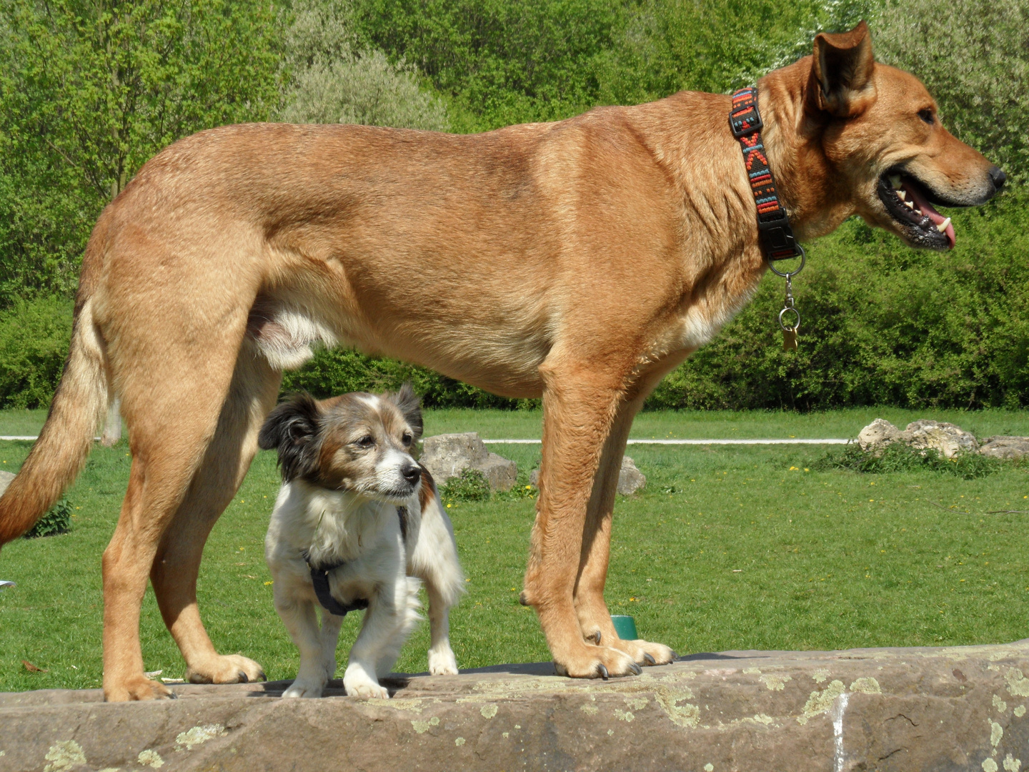 Judy & Tarzan