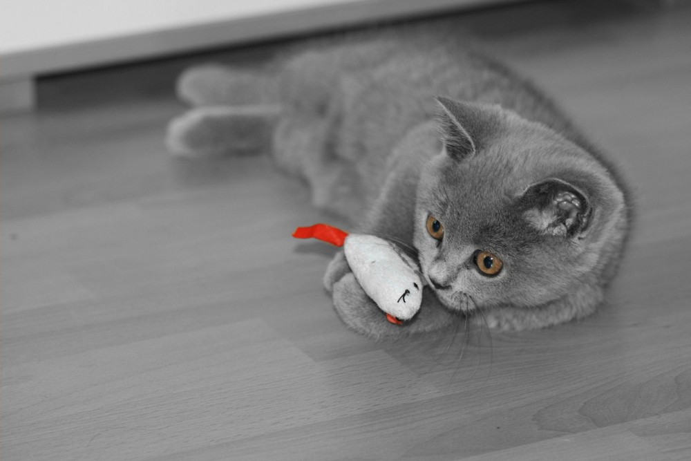 Judy und ihre Katzenminz-Maus