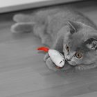 Judy und ihre Katzenminz-Maus