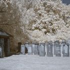 Jüdischer Friedhof Alsbach IR II