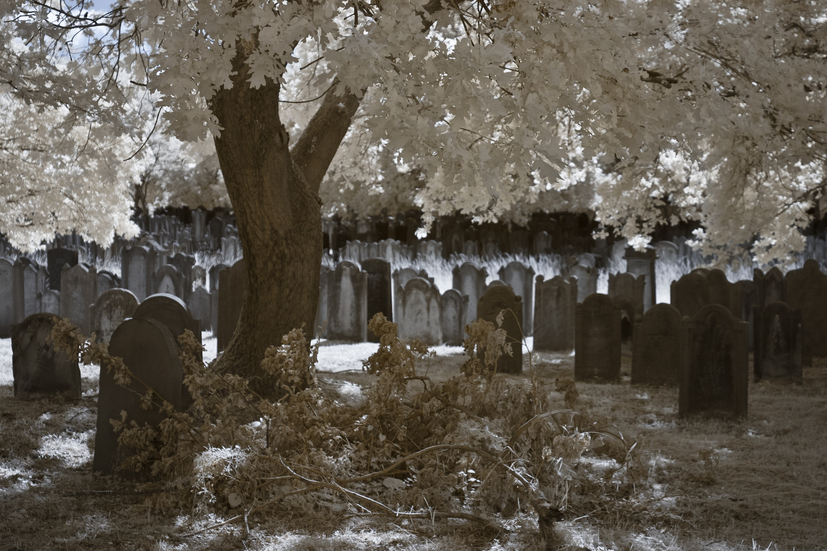 Jüdischer Friedhof Alsbach IR II