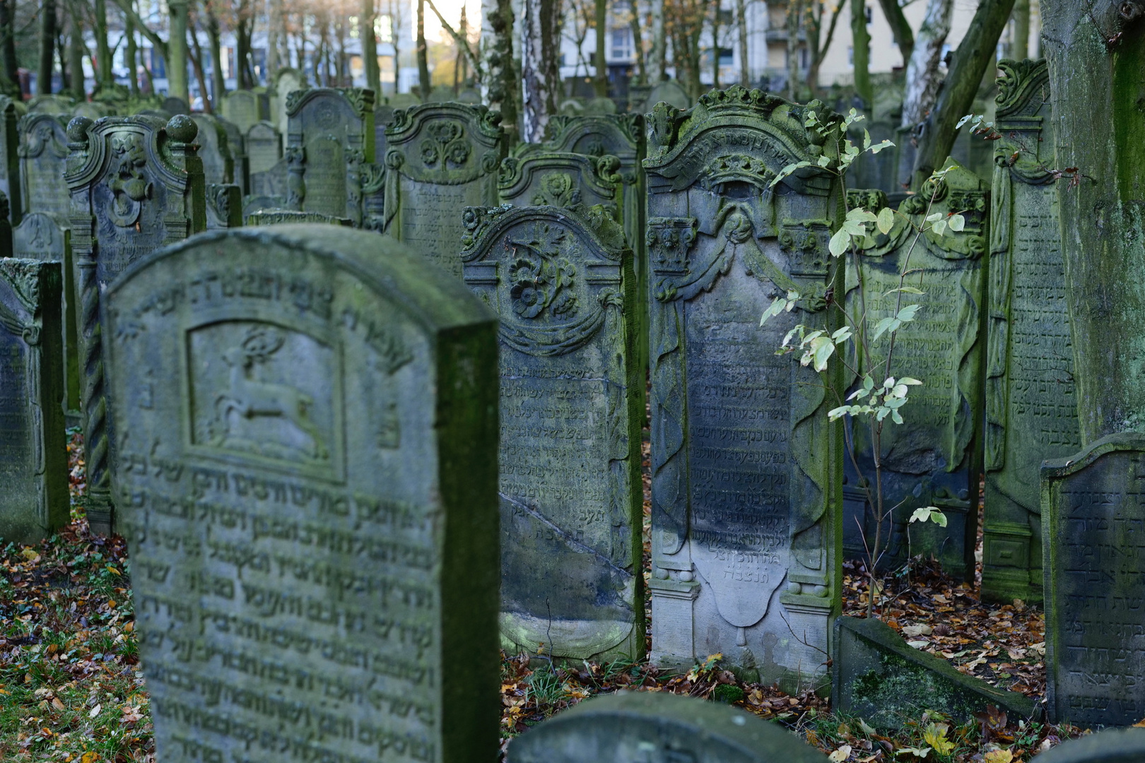 Jüdischer Friedhof Altona