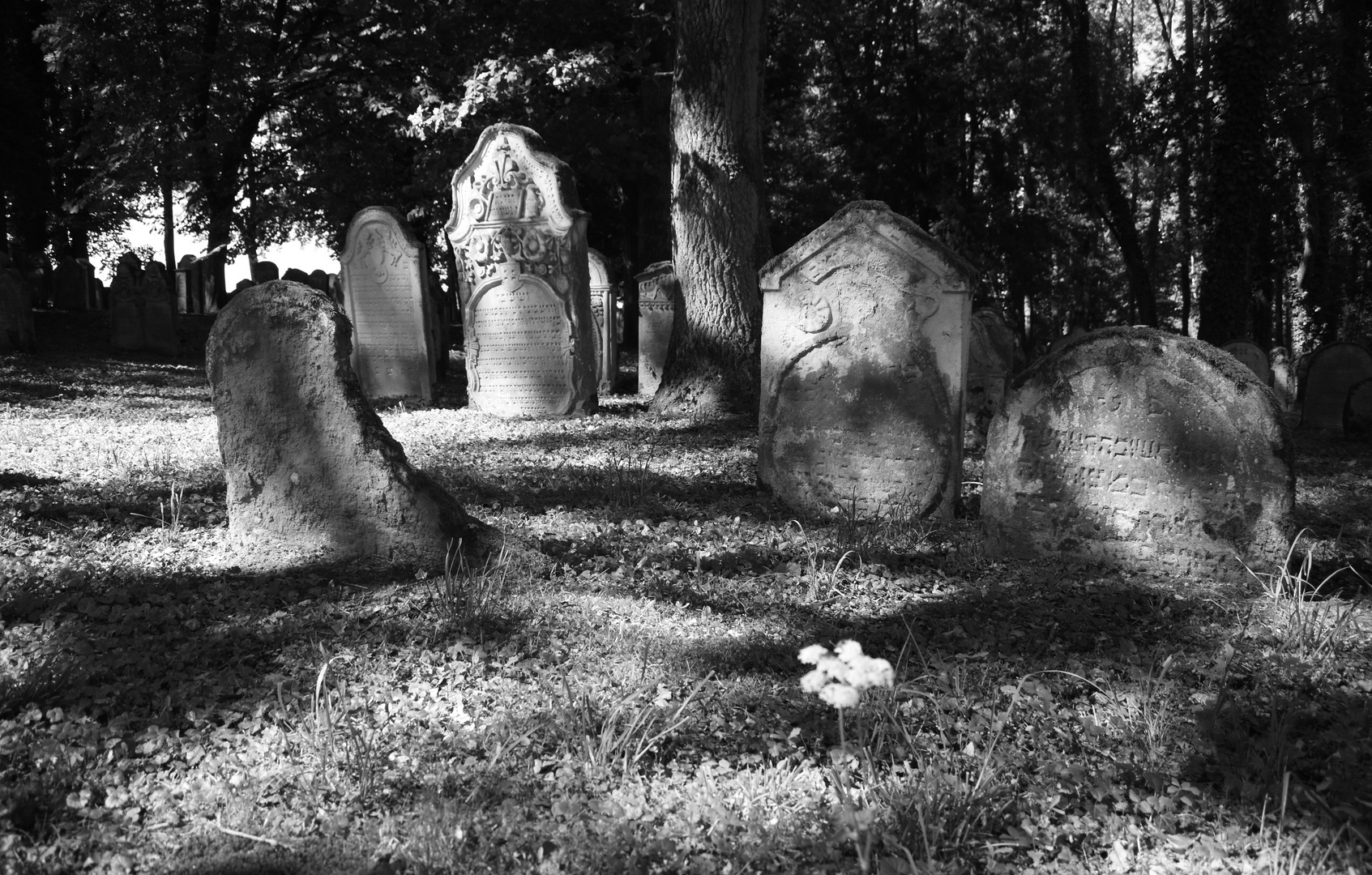 Jüdischer Friedhof Heinsheim (2) - Schalom