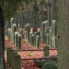 Jüdischer Friedhof / HH-Ohlsdorf (II)