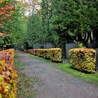 Jüdischer Friedhof / HH-Ohlsdorf (III)