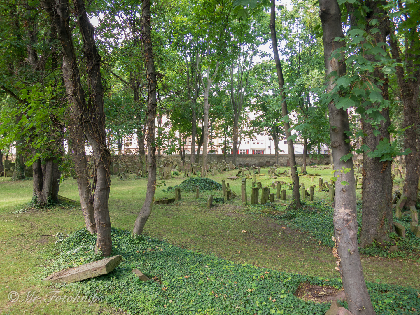 jüdischer Friedhof hier in Frankfurt/M