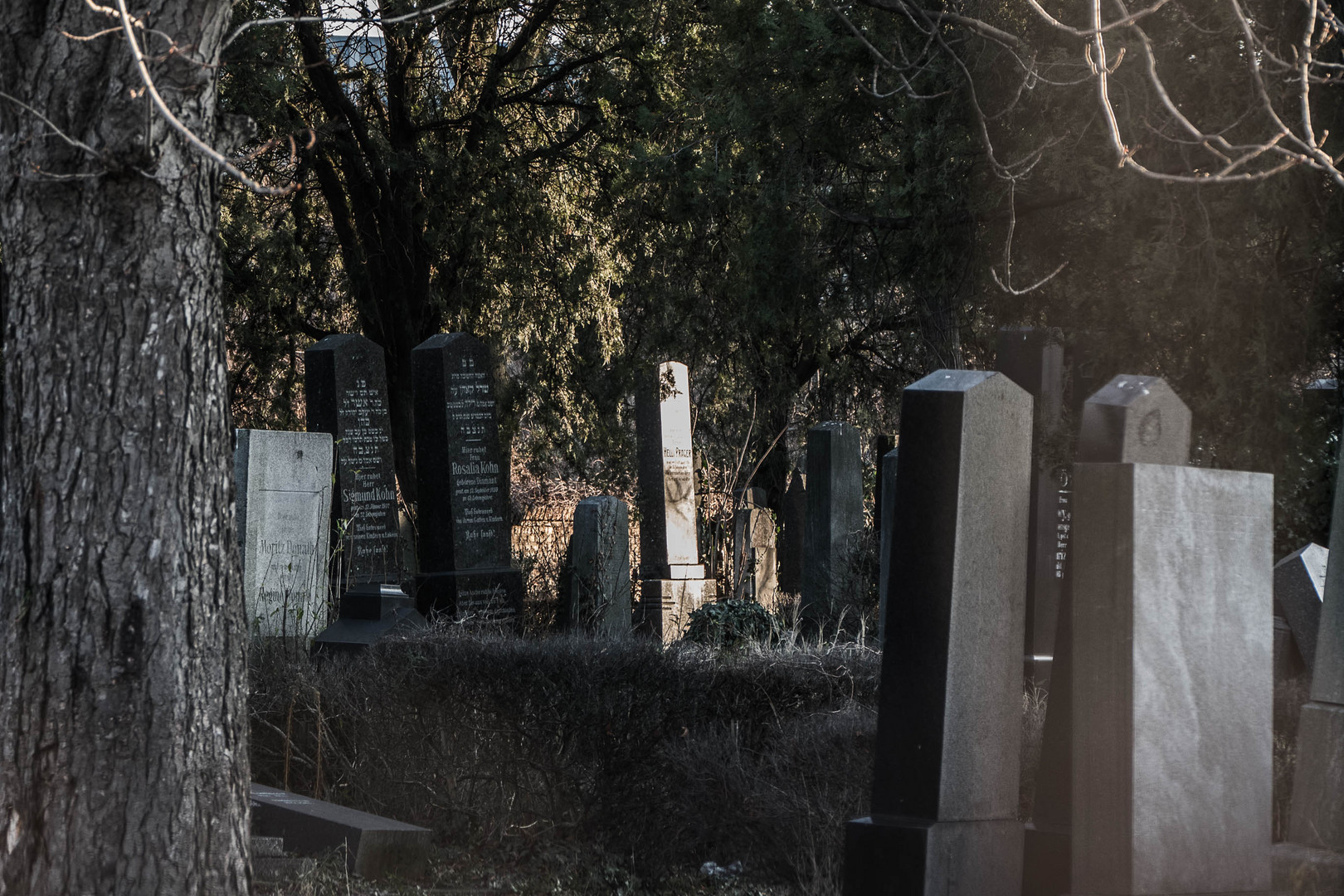 Jüdischer Friedhof in Floridsdorf (2)