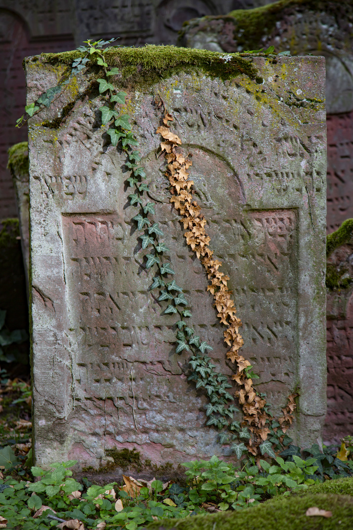 Jüdischer Friedhof in Frankfurt