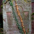 Jüdischer Friedhof in Frankfurt