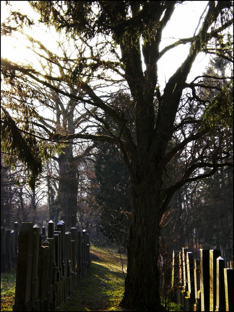 Jüdischer Friedhof in Ichenhausen