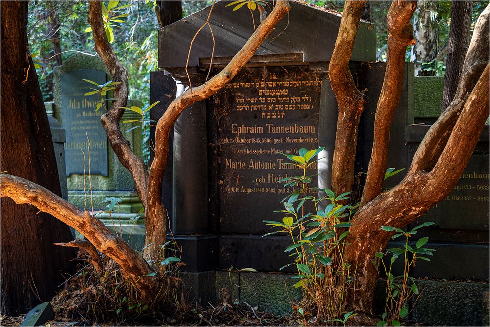 Jüdischer Friedhof Ohlsdorf (4)