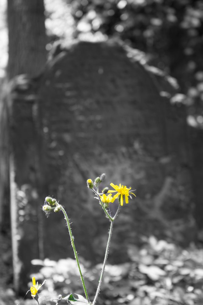 Jüdischer Friedhof Prag