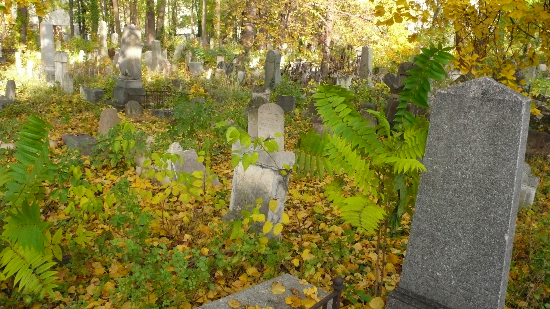 Jüdischer Friedhof Währing 5