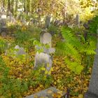 Jüdischer Friedhof Währing 5