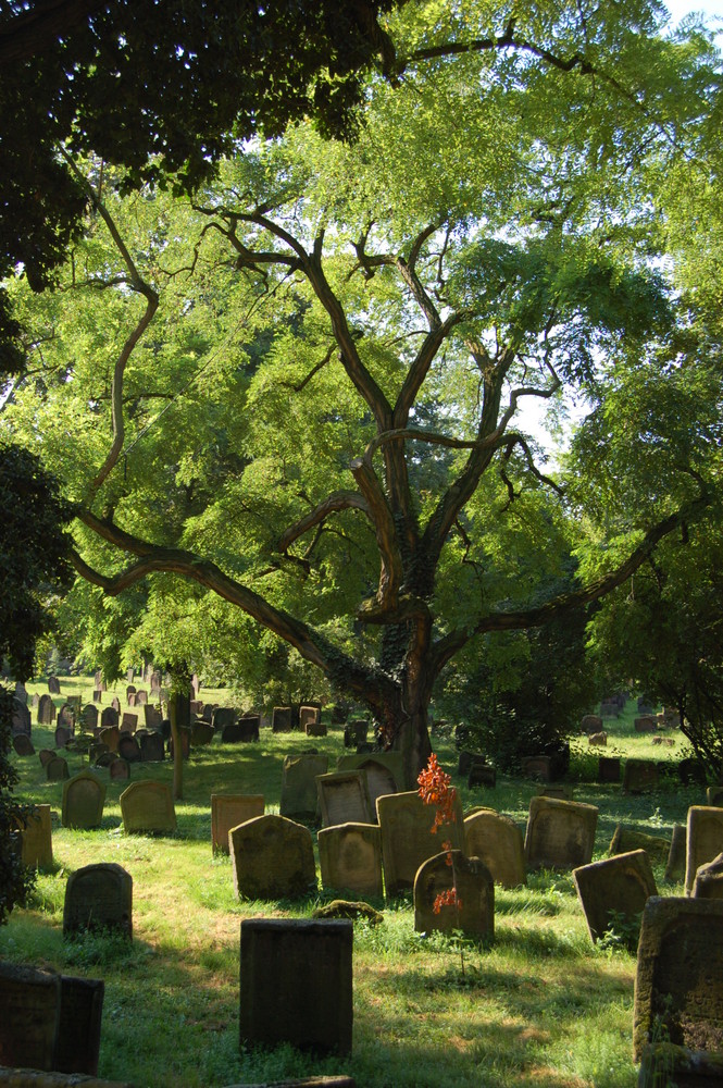 Jüdischer Friedhof Worms