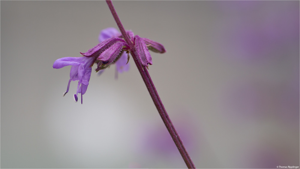 Jüdischer Salbei (Salvia judaica).